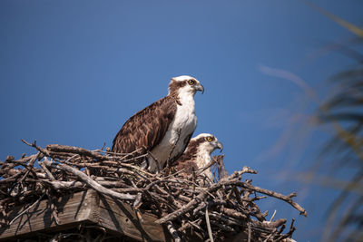 Low angle view of birds perching on tree