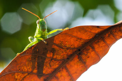 Close-up of insect on leaf