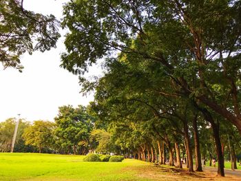 Trees in park