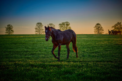 Horse grazing on field against clear sky