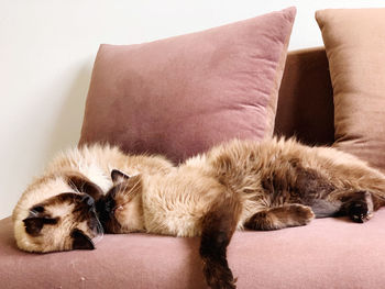 Cats sleeping on sofa at home