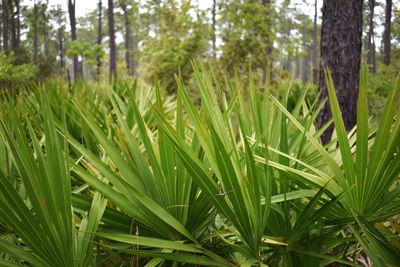 Close-up of grass growing in forest