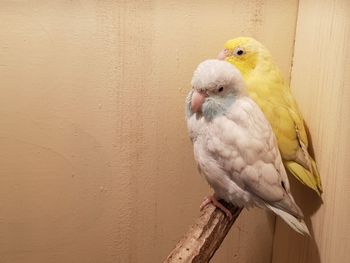 Close-up of parrot perching on wall