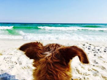 Close-up of dog on beach against sky