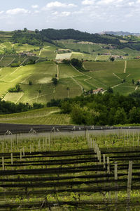 Scenic view of agricultural field
