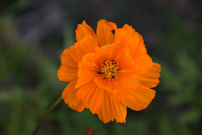 Close-up of orange flower