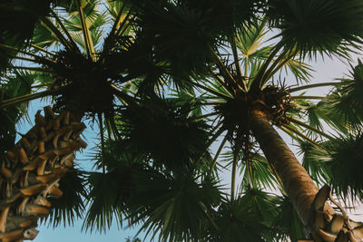 Low angle view of palm tree