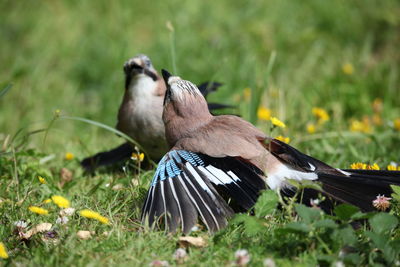 Two jays courting