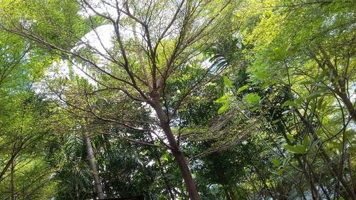 Low angle view of trees