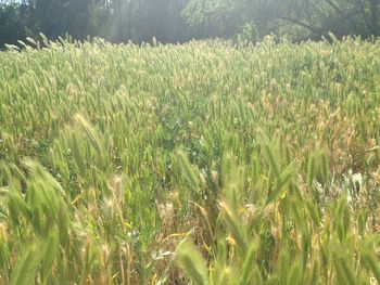 Close-up of grass on field