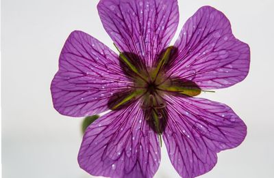 Close-up of pink flower