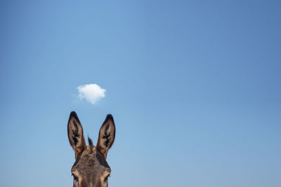Cropped image of donkey against blue sky during sunny day