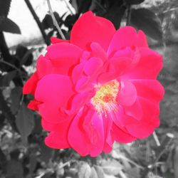 Close-up of flower blooming outdoors