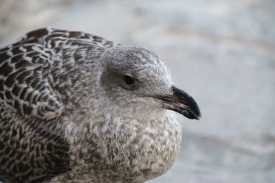 Close-up of bird looking away