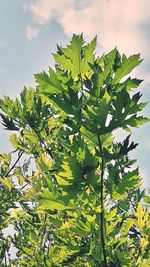 Low angle view of leaves against sky