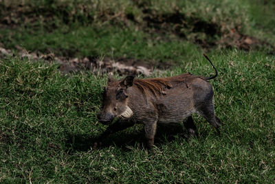 animal