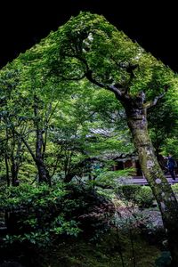 Low angle view of trees in forest