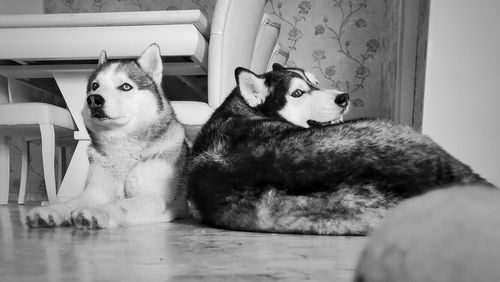 Portrait of two cats sitting at home