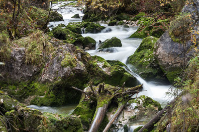 Scenic view of forest