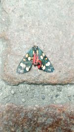 Close-up of butterfly on rock