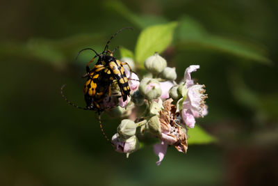 Close-up of insect on flower