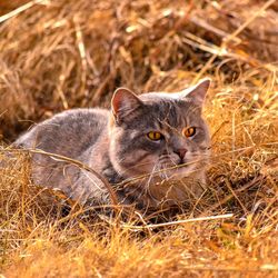 Close-up of cat sitting on field