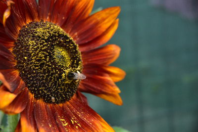 Close-up of orange flower