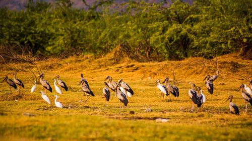 Flock of birds on a field