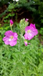 Close-up of pink flowers blooming outdoors