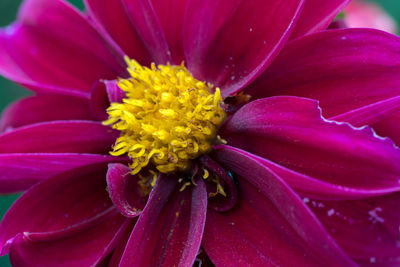 Close-up of pink flower