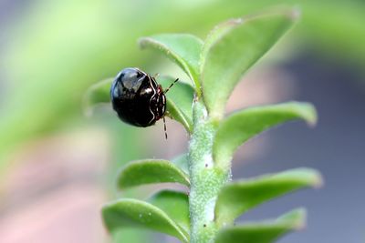 Close-up of insect on leaf