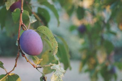 Close-up of berries growing on tree