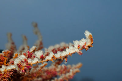 Close-up of coral in sea