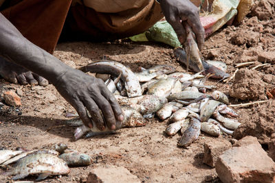 Cropped hands of person with fish outdoors