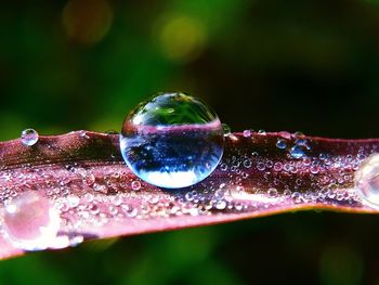 Close-up of water drops on plant