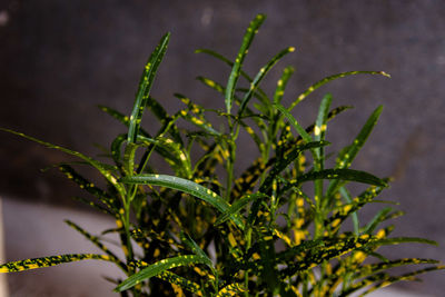 Close-up of fresh green plant