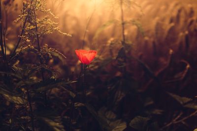 Close-up of poppy blooming on field