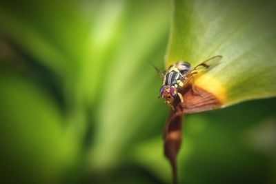 Close-up of insect on leaf