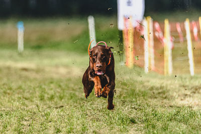 Dogs running on field