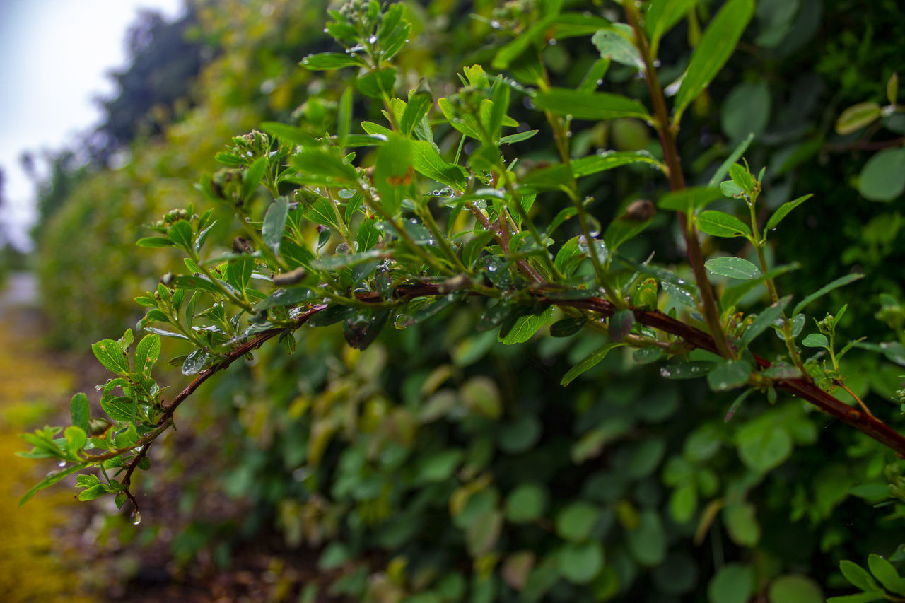 CLOSE-UP OF WET TREE