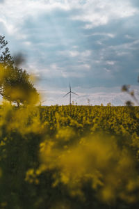 Scenic view of flowering plants growing on field against sky