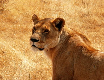 Lioness on field looking away