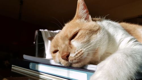 Close-up of cat relaxing on book at home