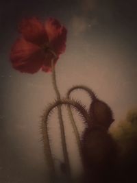Close-up of flower plant