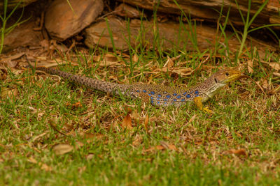 Close-up of snake on field