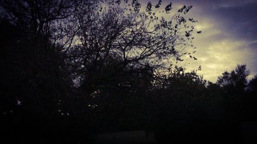 Low angle view of bare tree against sky