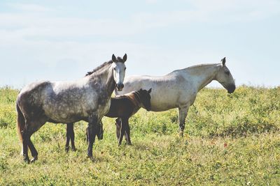 Horses standing in a field