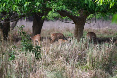 Deer in a forest