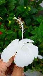 Close-up of hand holding flower