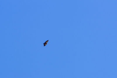 Low angle view of bird flying in sky